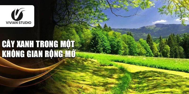 Cây xanh trong một không gian rộng mở