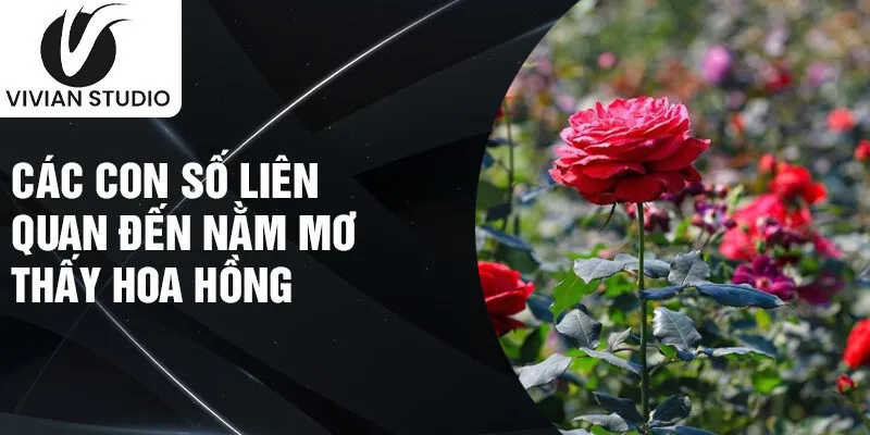 Các con số liên quan đến nằm mơ thấy hoa hồng