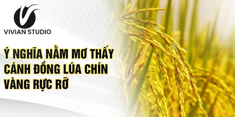 Ý nghĩa nằm mơ thấy cánh đồng lúa chín vàng rực rỡ