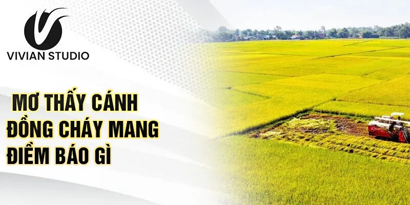 Mơ thấy cánh đồng cháy mang điềm báo gì